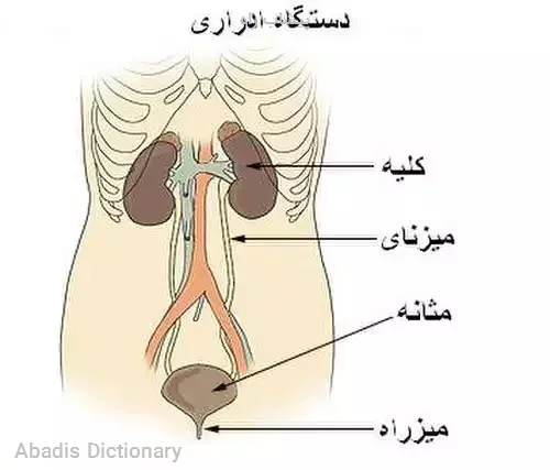 پیشاب راه